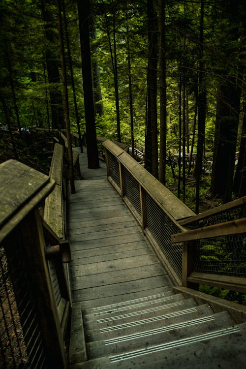 Wooden pathway in lush thick forest