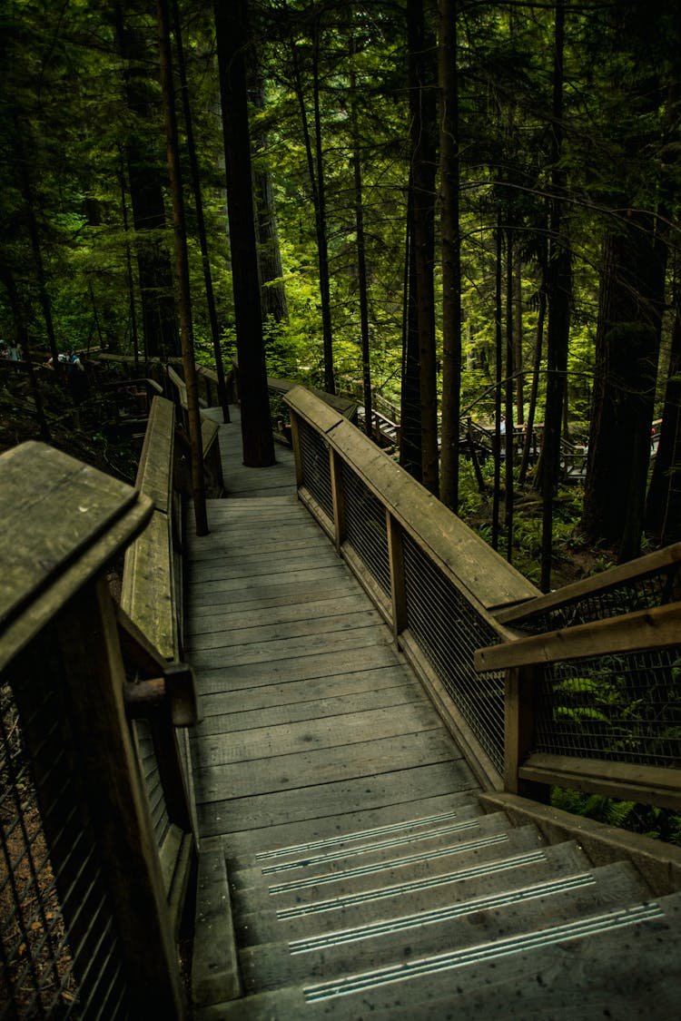 Wooden Pathway In Lush Thick Forest