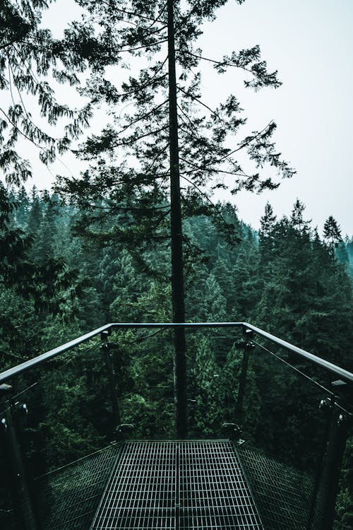 Tall footbridge with grid railings and floor over abundant thick forest on clear weather