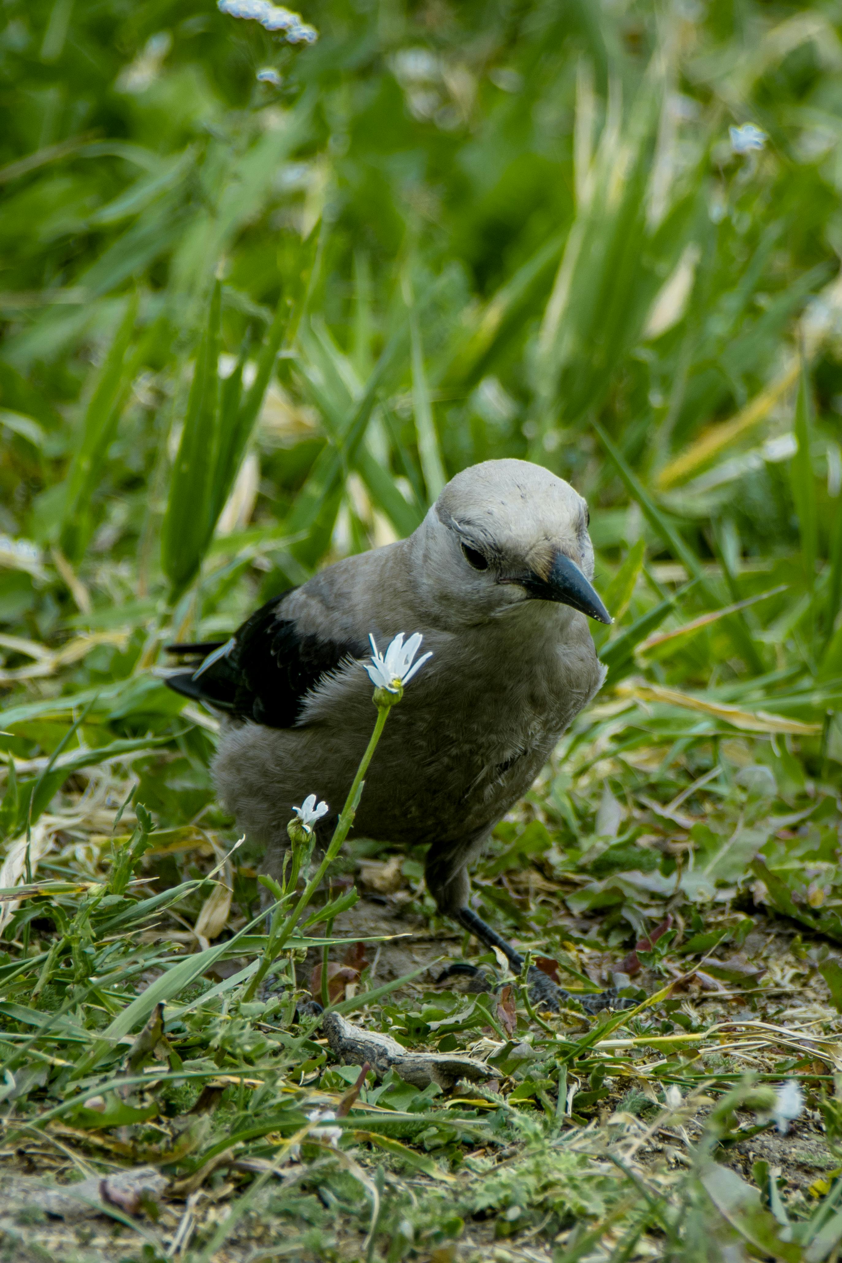 Little wild bird with gray feathers among verdant fresh grass in daytime in summer
