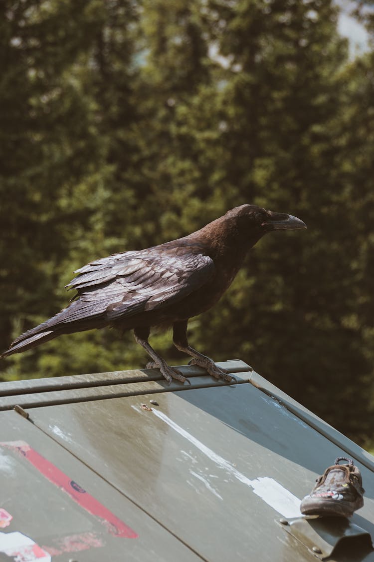 Raven Sitting On Roof In Lush Park