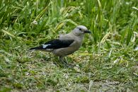 Full length cute gray Canada jay bird standing on lush grassy meadow on clear summer day