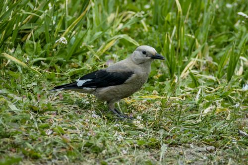 Free Full length cute gray Canada jay bird standing on lush grassy meadow on clear summer day Stock Photo