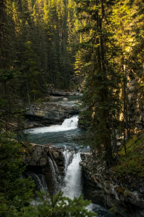 Free Picturesque scenery of shallow fast stream flowing among stony rough ground in verdant coniferous woodland in daylight Stock Photo