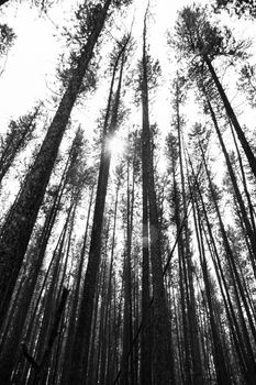 From below tall coniferous lush trees with green crowns in bright sky in woodland