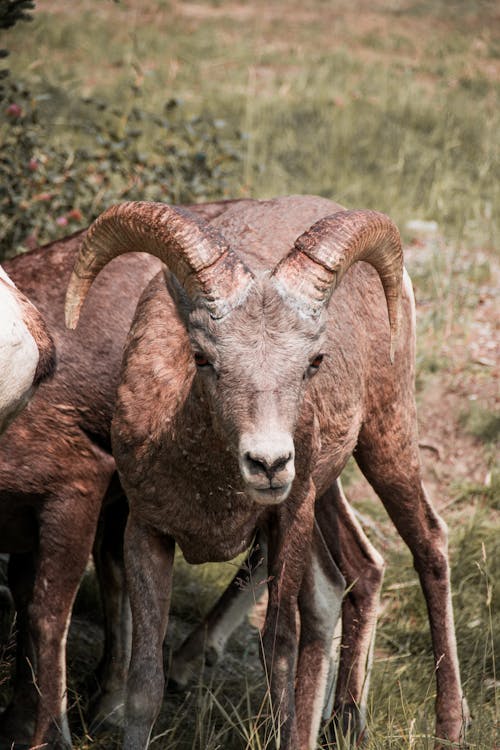 Brown goat with horns standing on green grassy lawn in farmland and looking at camera