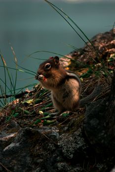 Adorable squirrel eating nut on stony ground