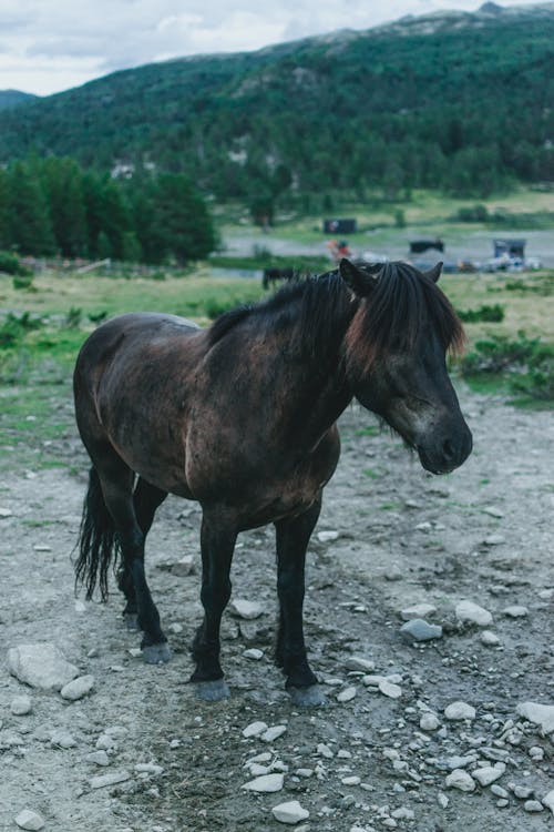 Ingyenes stockfotó állat, állattan, állatvilág témában