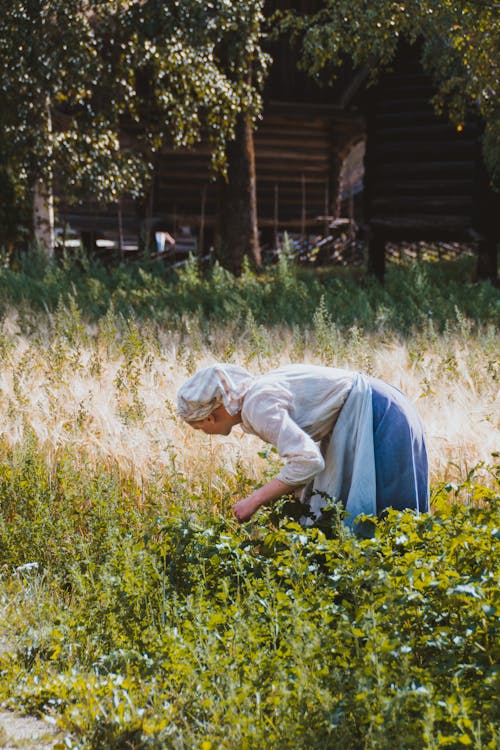 Side view of faceless female farmer in kerchief picking ripe plant in garden against wooden house
