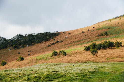 Grassy field on slope of mountain