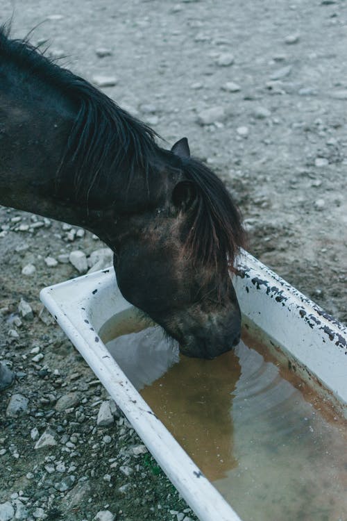 Free High angle of dark brown horse standing on stone ground while drinking water Stock Photo