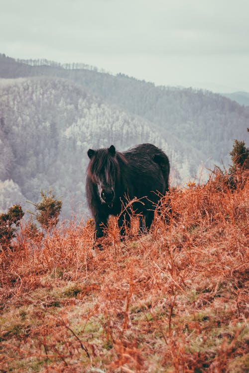 Kostnadsfri bild av backe, berg, beta