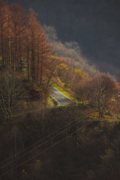 Empty asphalt curve route between leafless trees in fall day in mountainous terrain