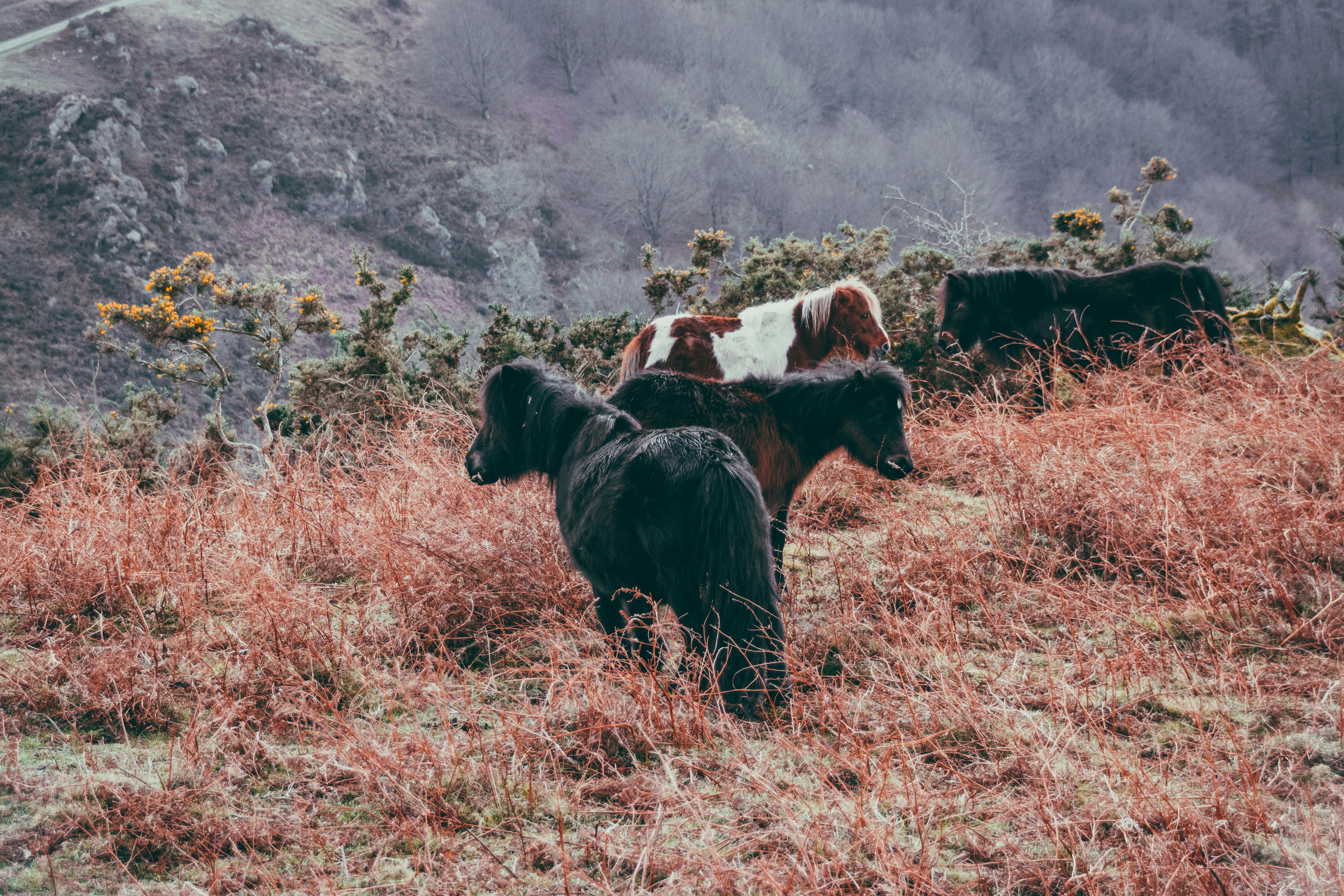 herd of wild ponies in highland