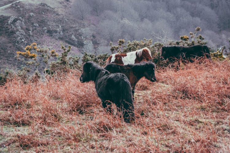 Herd Of Wild Ponies In Highland