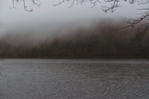 Forest near wide river in autumn fog