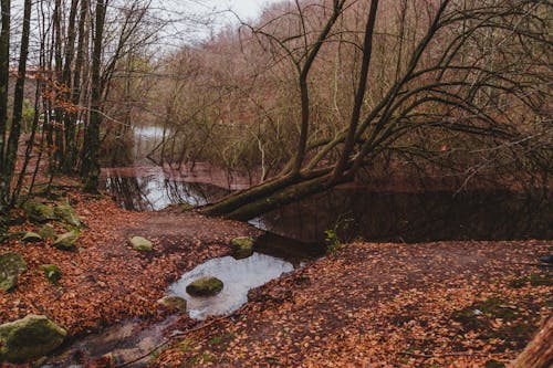 River in autumn forest with leafless trees