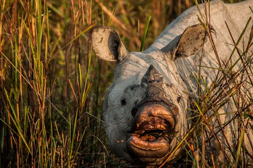 Close-up of a Rhinoceros