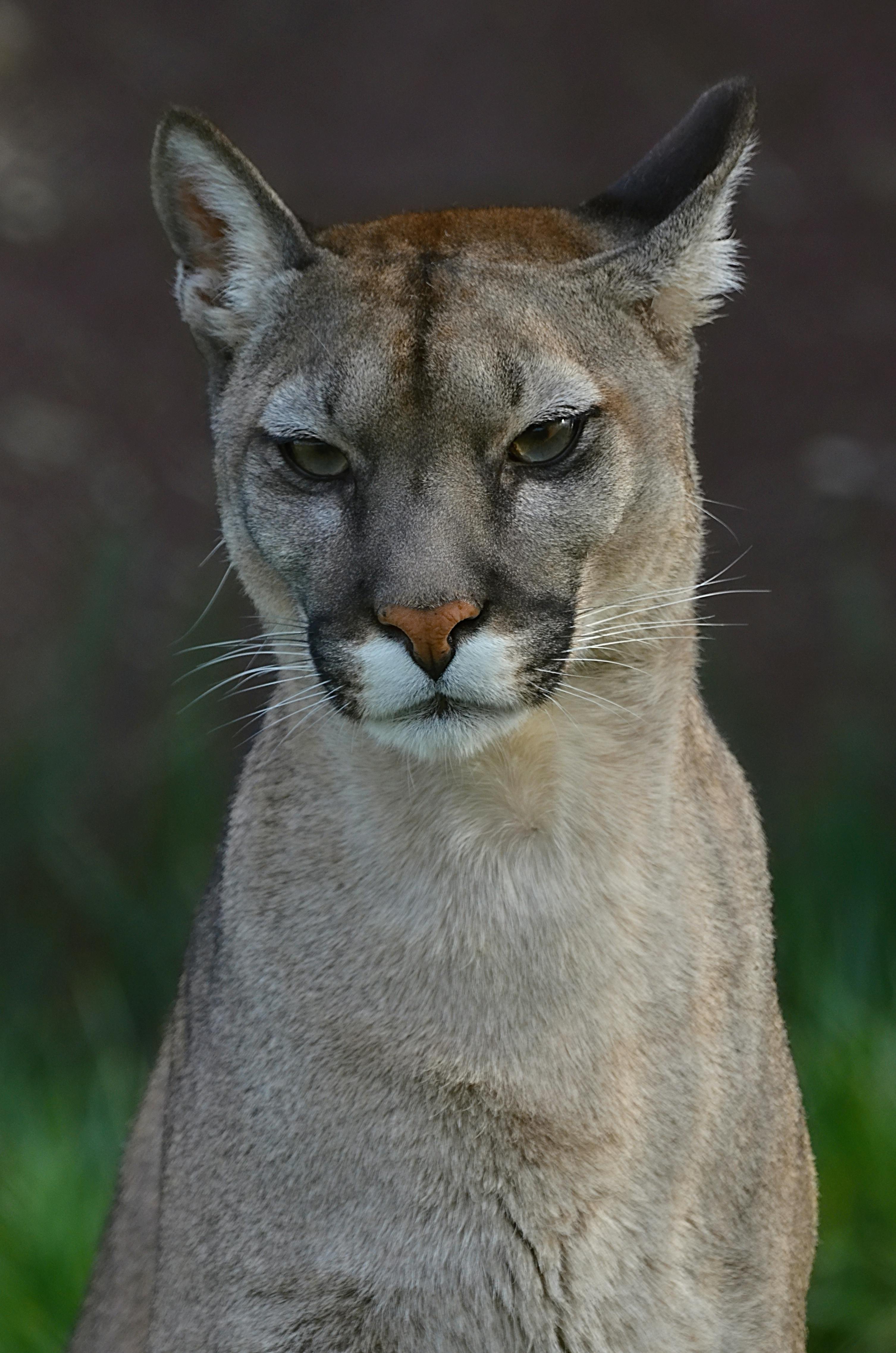 Cute Cougar Cub Ultra HD Desktop Background Wallpaper for 4K UHD TV :  Tablet : Smartphone