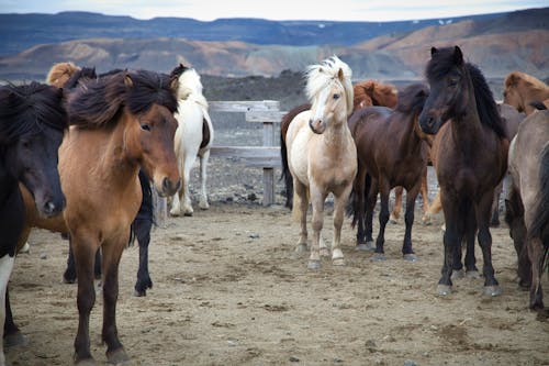 Horses Standing in a Horse Pen