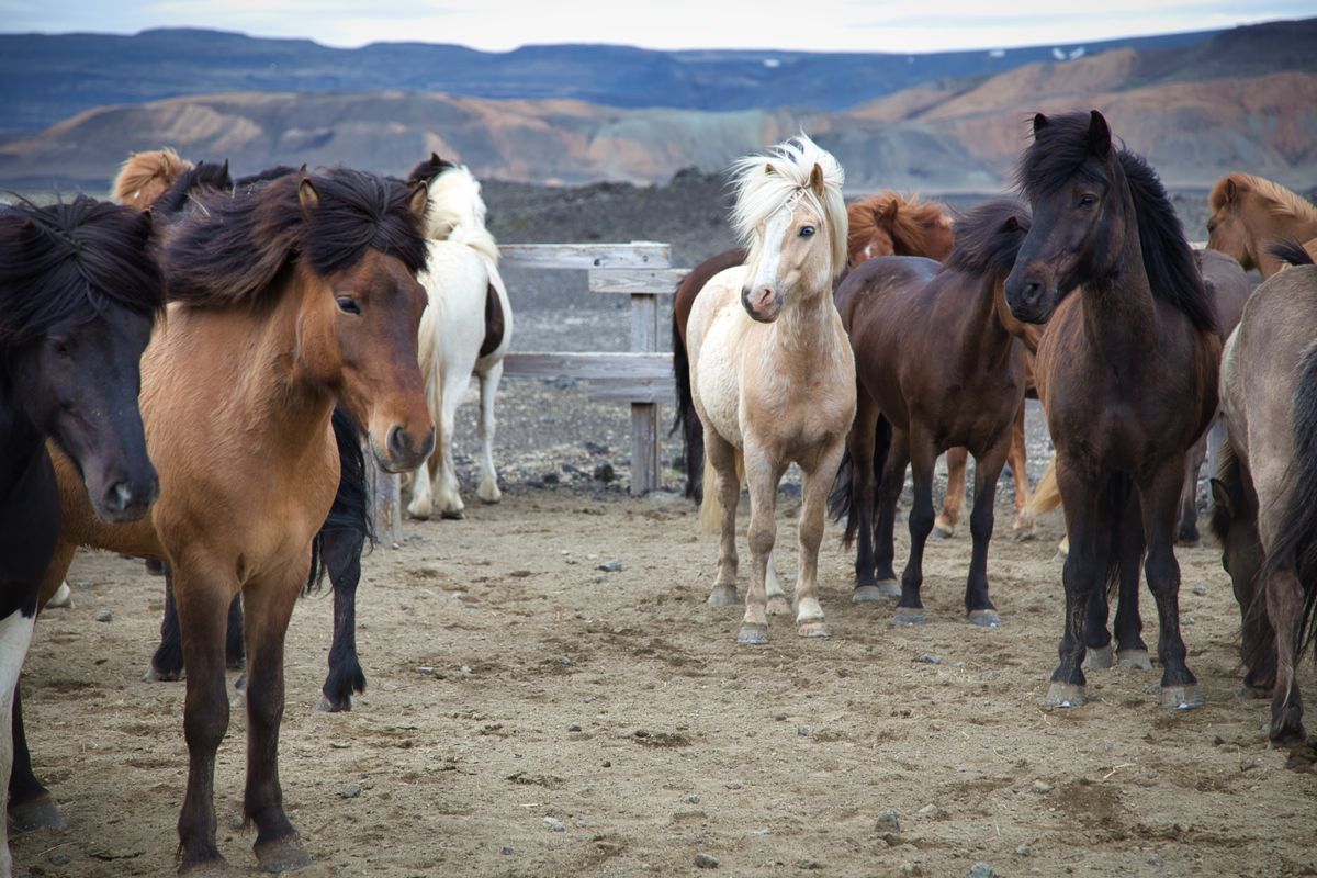 Icelandic horses on a dramatic mountain landscape in Iceland