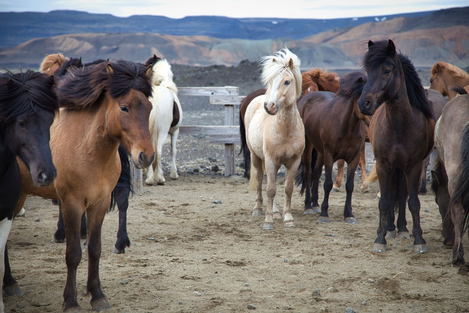 The Five-Gaited Horse: Riding Iceland's Tölt Across the Highlands
