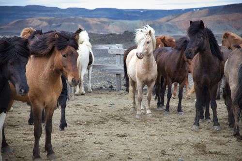 Free A herd of Icelandic horses standing on rugged terrain with majestic mountains in the backdrop. Stock Photo