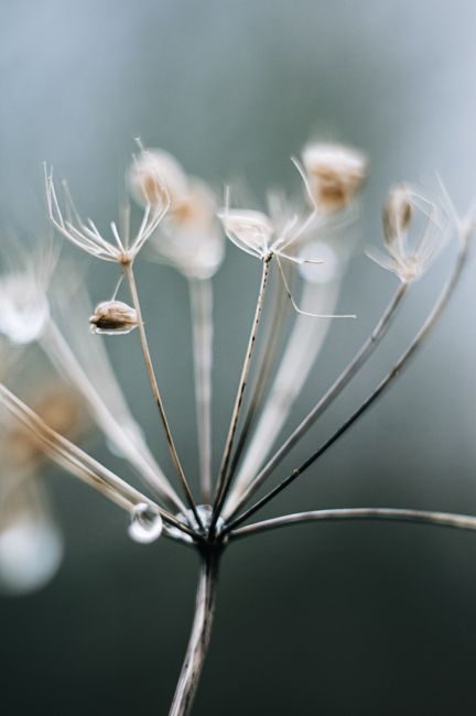 Free stock photo of autumn, biodiversity, blossoms