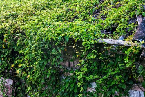 Free Lush green leaves of plant covering and hanging from shabby wooden structure located in rural terrain in countryside on summer time Stock Photo