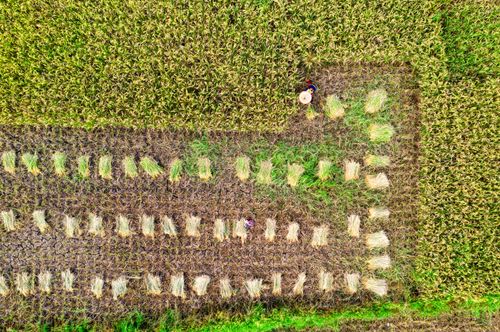 Free Top view of greenery rice plantation with rows of abundance of plants growing in agricultural area in rural terrain on farm Stock Photo