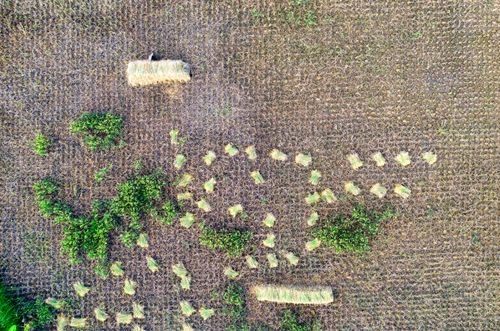 Free Top view of rice plantation with collected green plant placed on ground in agricultural farm in suburb area during harvesting season Stock Photo