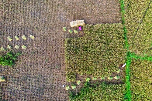 Free Top view of green rice plantation growing in agricultural terrain with collected plants during harvesting season in suburb area on farm Stock Photo