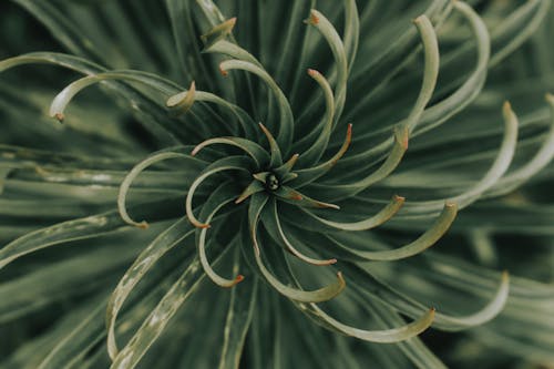 From above of closeup of green succulent plant with growing in nature in daylight