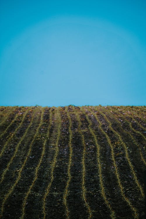 Grassy field under cloudless blue sky in sunny day