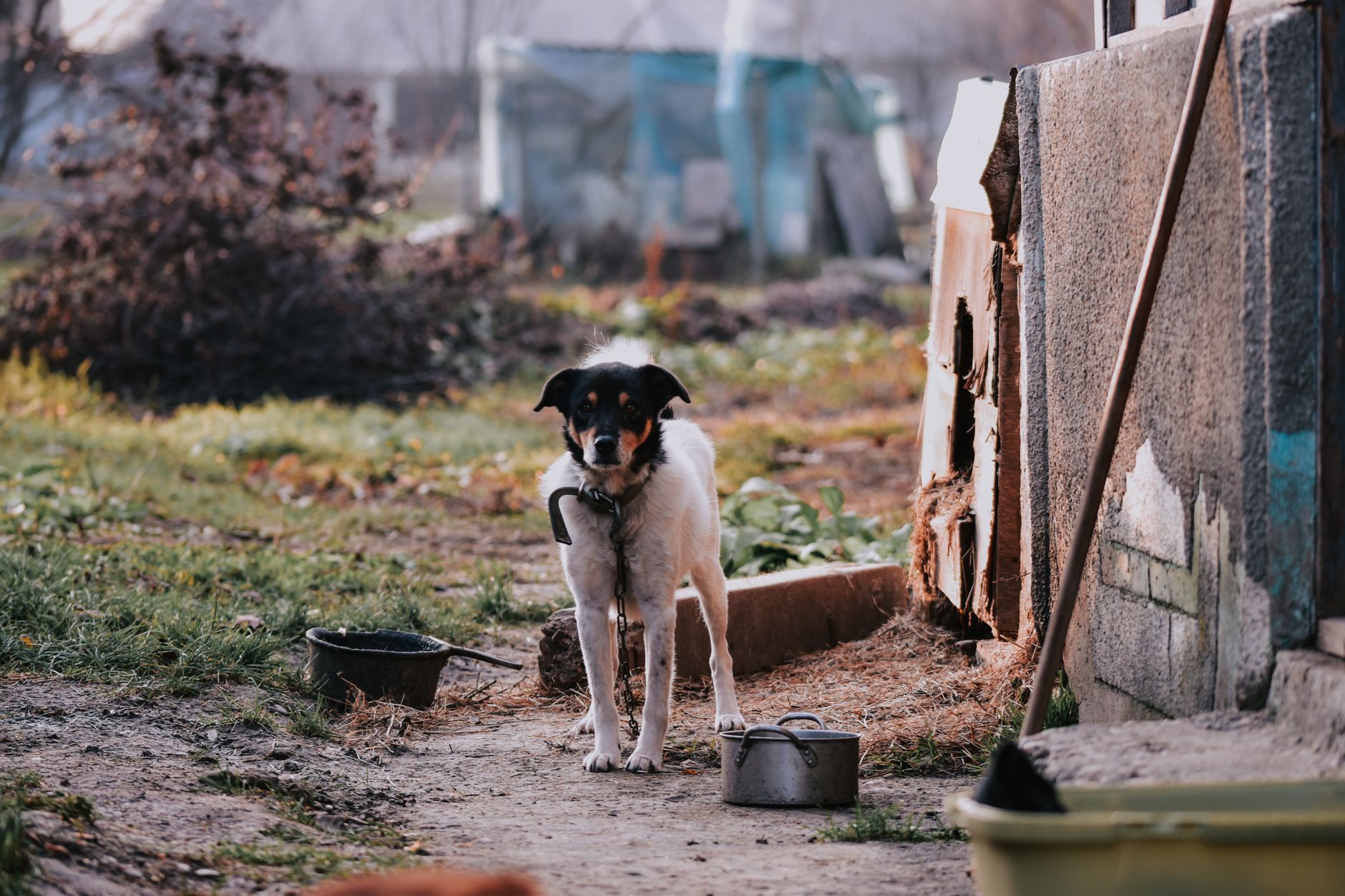 Portrait of a dog at a veterinary clinic