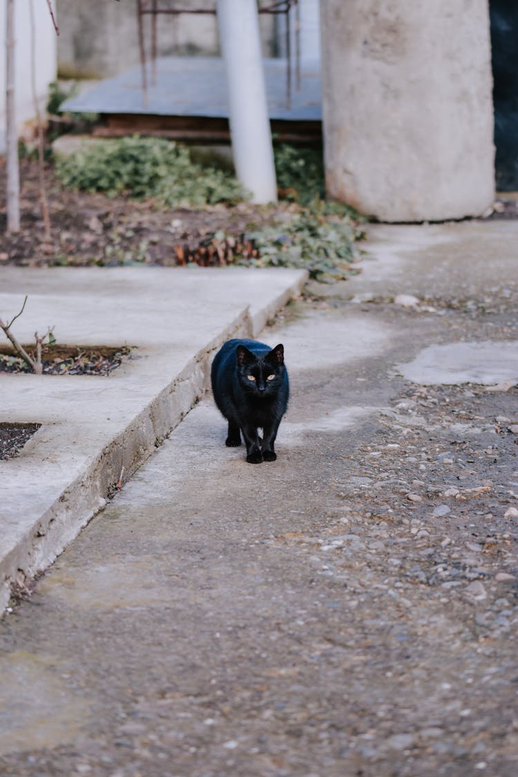 Black Cat Walking On Sidewalk