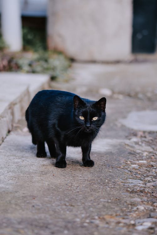 Free Adorable cat with black fur standing on shabby walkway near concrete barrier and old building near white column in town Stock Photo