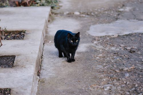 Free From above of serious homeless black cat standing on rough stony ground and looking away attentively Stock Photo