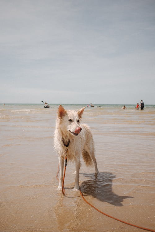 ビーチを歩く白と茶色のショートコート犬