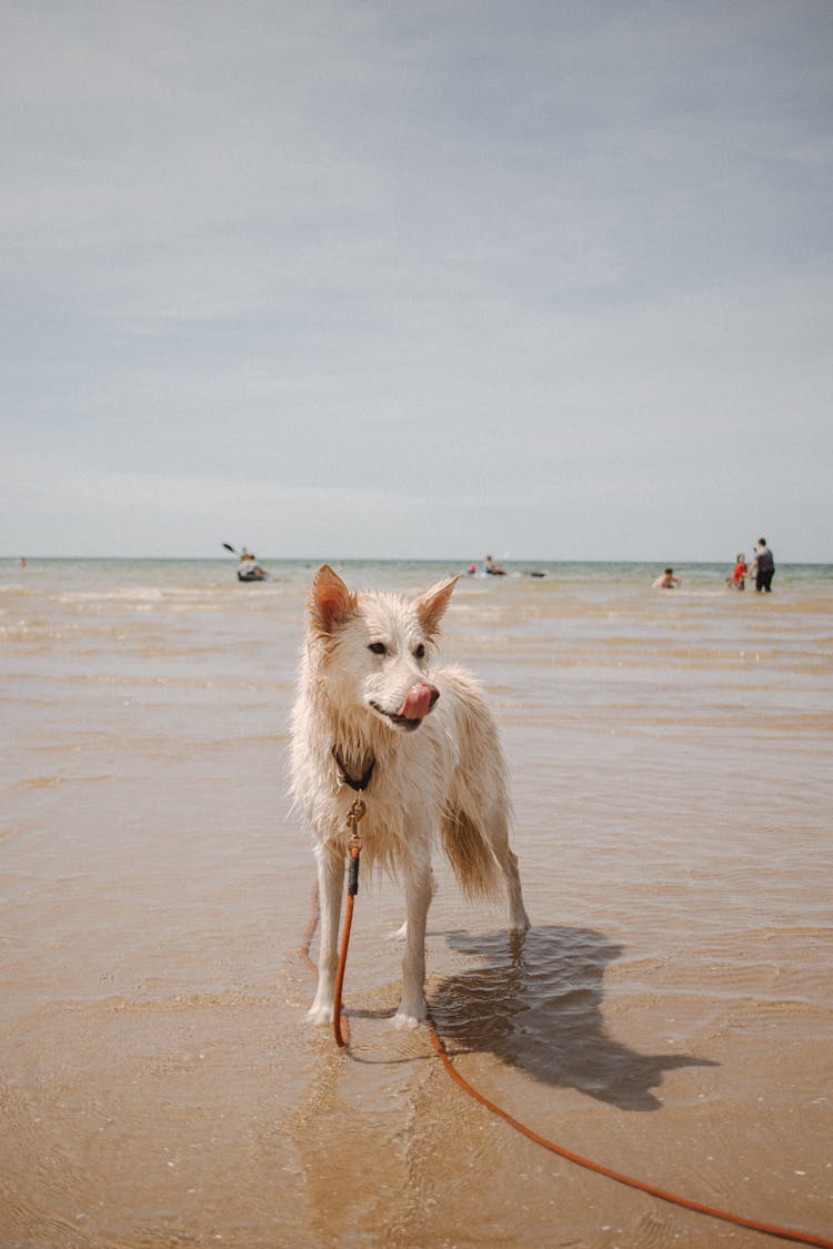 A Dog On A Leash Standing At A Beach