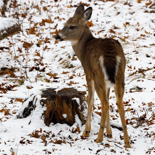 Kostenlos Brown Deer Auf Schneebedecktem Boden Stock-Foto
