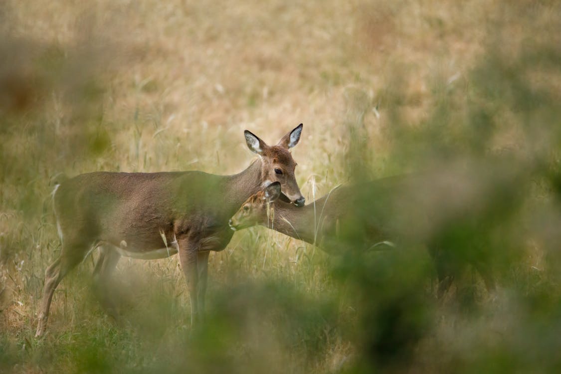 Photo of a Two Deer on Green Grass Field