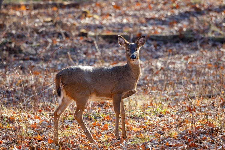 A Female White Tailed Deer