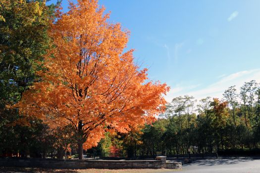 Bright orange autumn foliage in a sunlit forest setting. A scenic and calming view of fall colors.