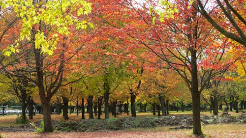 Gratis stockfoto met Bos, bossen, herfst