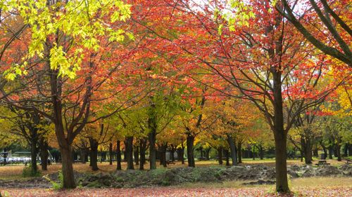 Free Colorful autumn trees with vibrant red, orange, and yellow leaves in a peaceful forest setting. Stock Photo