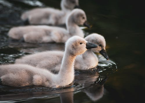 Close-Up Shot of White Ducklings on the Pond