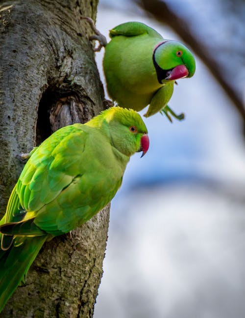 Close-Up Shot of Green Parrots Perched on a Tree Branch