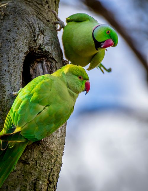 Free Close-up of two green parakeets perched on a tree, showcasing natural beauty and vibrant colors. Stock Photo
