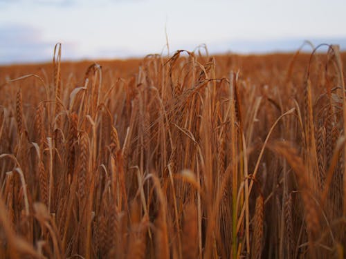 Ücretsiz Gri Gökyüzü Altında Buğday Tarlası Stok Fotoğraflar